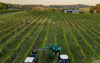 2020 Ivanhoe Wines harvest Hunter Valley
