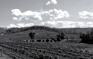 Vineyards at Ivanhoe Estate