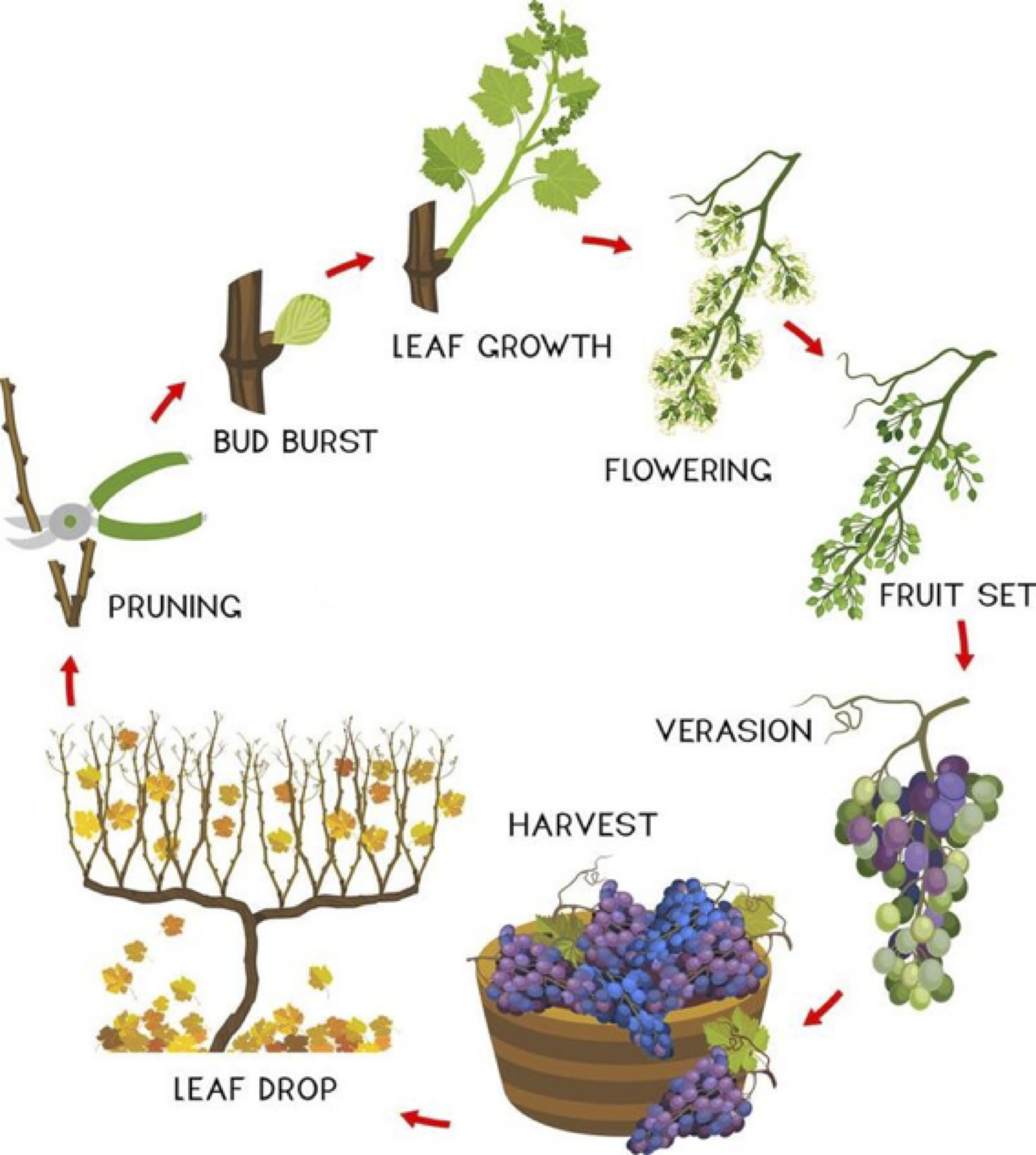 Vine Cycle